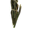 Vickerman 8"-20" Plumosum Bundle, Female, Preserved - view 7 of 7