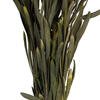 Vickerman 8"-20" Plumosum Bundle, Female, Preserved - view 6 of 7