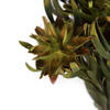 Vickerman 8"-20" Plumosum Bundle, Female, Preserved - view 5 of 7