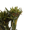 Vickerman 8"-20" Plumosum Bundle, Female, Preserved - view 4 of 7