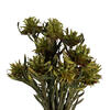 Vickerman 8"-20" Plumosum Bundle, Female, Preserved - view 3 of 7