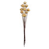 Vickerman 20" Plumosum Head attached to a Brown Stem, Dried 9 Stems - view 1 of 4