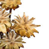 Vickerman 20" Plumosum Head attached to a Brown Stem, Dried 9 Stems - view 4 of 4