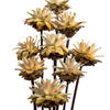 Vickerman 20" Plumosum Head attached to a Brown Stem, Dried 9 Stems - view 3 of 4