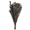 Vickerman 18-20" Pubescens Bundle, Preserved 5oz - view 1 of 5