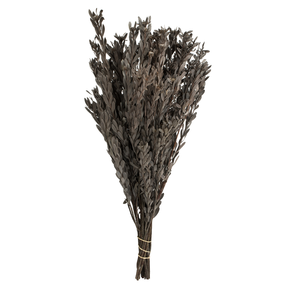 Vickerman 18-20" Pubescens Bundle, Preserved 5oz