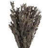 Vickerman 18-20" Pubescens Bundle, Preserved 5oz - view 3 of 5