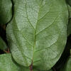 Vickerman 16-22" Natural Botanicals Salal Foliage Bunch - view 2 of 4