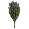 12" Green Salignum Bundle 7 oz - view 1 of 5