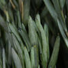 12" Green Salignum Bundle 7 oz - view 3 of 5