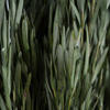 12" Green Salignum Bundle 7 oz - view 4 of 5