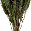 12" Green Salignum Bundle 7 oz - view 2 of 5