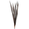 Vickerman 18-30" Snake Grass, Dried - 36 Stems - view 1 of 5