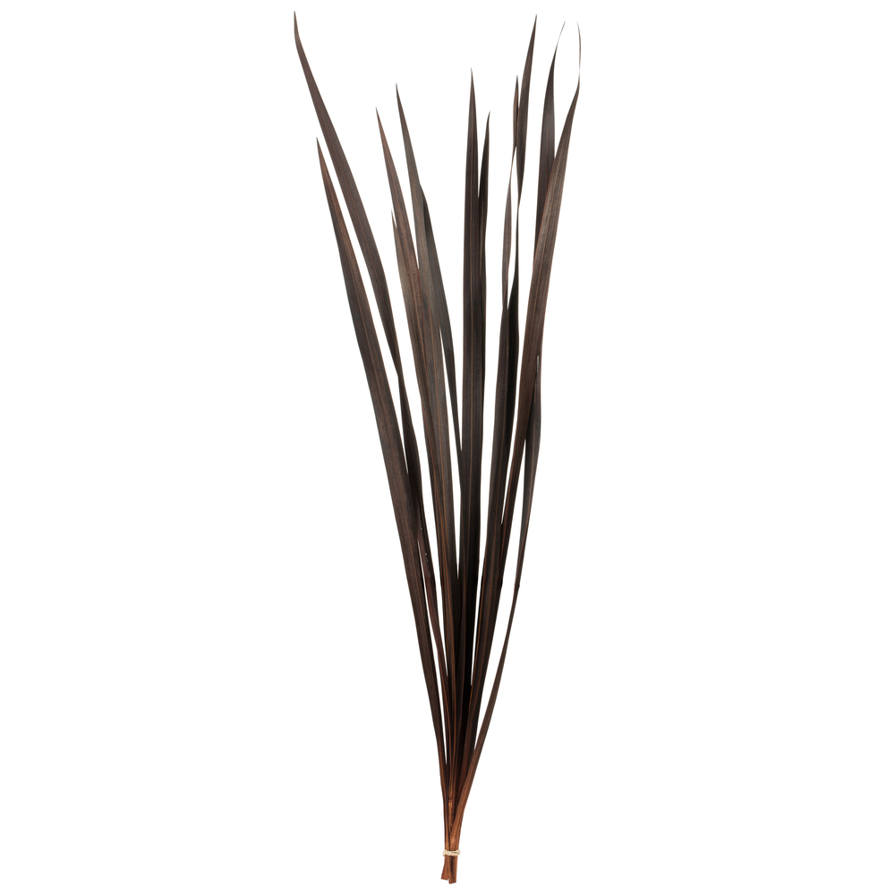 Vickerman 18-30" Snake Grass, Dried - 36 Stems