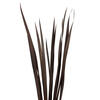 Vickerman 18-30" Snake Grass, Dried - 36 Stems - view 2 of 5
