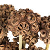 Vickerman 18-24" Natural Spider Knobs on Reed Stem - view 3 of 5