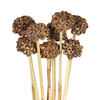 Vickerman 18-24" Natural Spider Knobs on Reed Stem - view 2 of 5