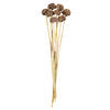 Vickerman 18-24" Natural Spider Knobs on Reed Stem - view 5 of 5