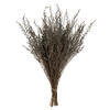 Vickerman 14"-18" Stoebe Bundle, Preserved - view 1 of 5