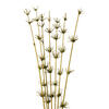 Vickerman 36-40" Star Bamboo Reed Stem, Dried - view 2 of 4