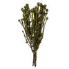 Vickerman 12" Tortum Bundle, Preserved - view 1 of 5