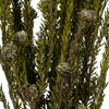 Vickerman 12" Tortum Bundle, Preserved - view 4 of 5