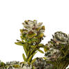 Vickerman 12" Tortum Bundle, Preserved - view 5 of 5