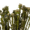 Vickerman 12" Tortum Bundle, Preserved - view 3 of 5