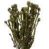 Vickerman 12" Tortum Bundle, Preserved - view 2 of 5