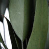 18" Green Willow Eucalyptus 5oz Bundle - view 2 of 4