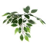 Vickerman 6' Artificial Variegated Ficus Tree - view 3 of 6