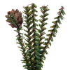 Vickerman Carmel Pine Artificial Tabletop Tree - view 4 of 4