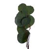Vickerman Artificial Green Silver Dollar Populus Eucalyptus Collection - view 2 of 5