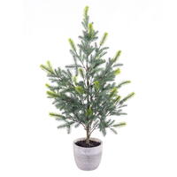 Blue Spruce