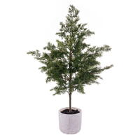 Green Cypress