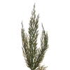 Vickerman Artificial Green Cedar Series - view 2 of 4