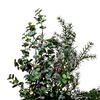 Vickerman Artificial Green Snow Cedar and Eucalyptus Christmas Wreath - view 6 of 7