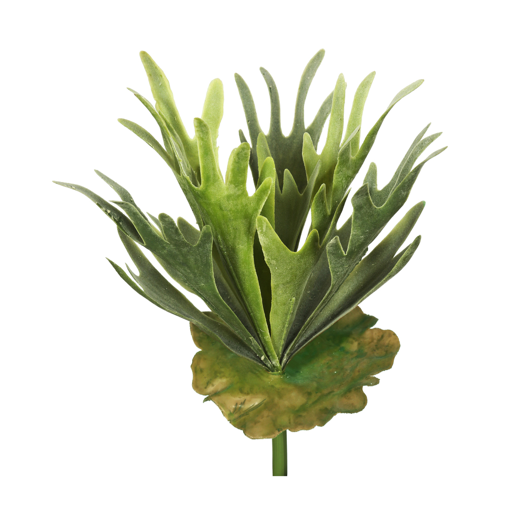 13" Staghorn Fern Bush Frosted-Green