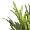 13" Staghorn Fern Bush Frosted-Green - view 3 of 4