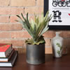 13" Staghorn Fern Bush Frosted-Green - view 2 of 4
