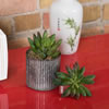 Vickerman Artificial 4" Cactus Stem - view 2 of 4