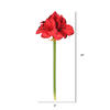 28" Red Single Amaryllis 3/pk - view 3 of 4