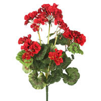 20" Geranium Bushes / 4/Pack