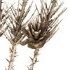 38" Needle Pine Spry-Champagne 3/pk - view 3 of 6
