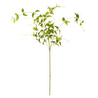 Clematis