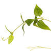 Vickerman Artificial Green Clematis Leaves Spray - view 4 of 4