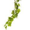 71" Green Frstd Ivy Vine FT 142 Lvs 3/pk - view 3 of 4