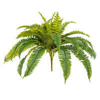 Boston Fern Bushes 1