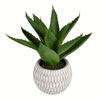 11" Green Succulent in Container - view 1 of 2