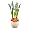 Vickerman 10" Artificial Hyacinths in Container - view 1 of 3